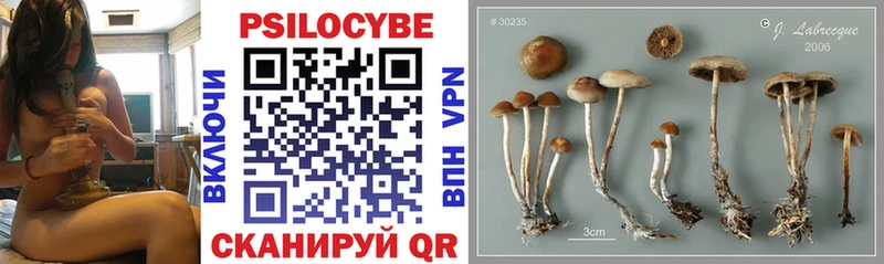 Псилоцибиновые грибы Cubensis hydra маркетплейс Волжский наркотики